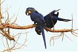 Hyacinth Macaw